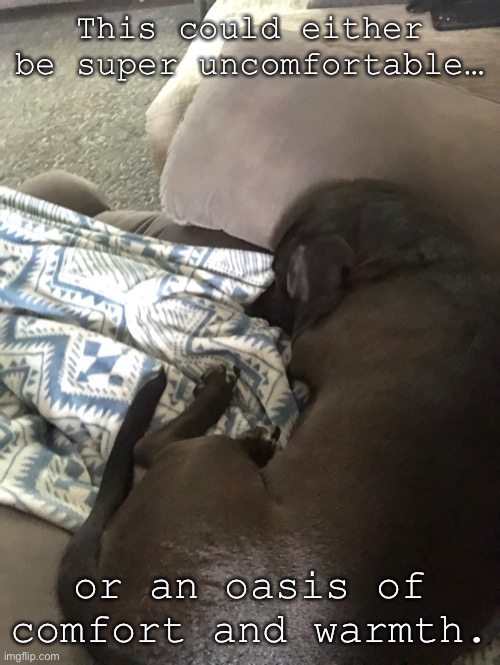 This makes me feel so loved | This could either be super uncomfortable…; or an oasis of comfort and warmth. | image tagged in cute dog | made w/ Imgflip meme maker