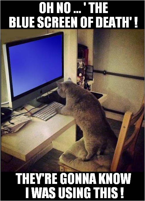 Cat Computer Woes ! | OH NO ... ' THE BLUE SCREEN OF DEATH' ! THEY'RE GONNA KNOW
 I WAS USING THIS ! | image tagged in cats,computer,blue screen of death | made w/ Imgflip meme maker