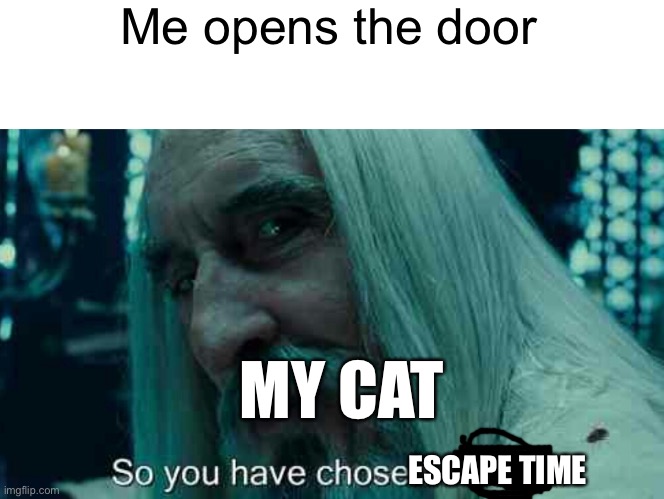 Z humor | Me opens the door; MY CAT; ESCAPE TIME | image tagged in memes | made w/ Imgflip meme maker