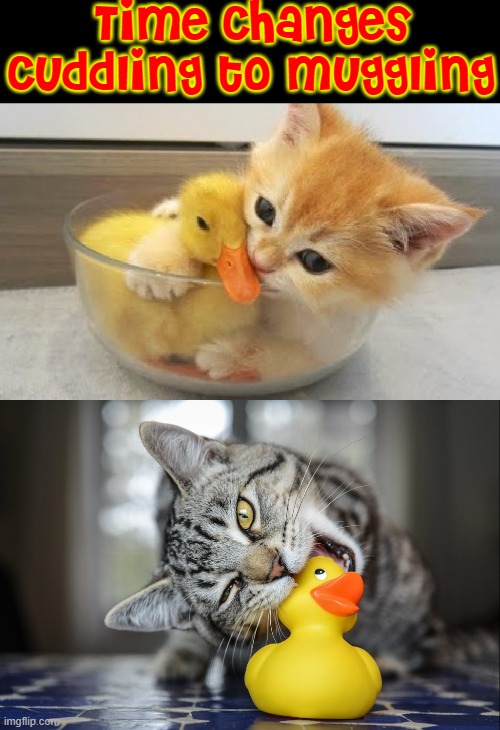 Time Changes Everything |  Time Changes Cuddling to Muggling | image tagged in vince vance,cats,funny cat memes,rubber ducks,kitty,cute kittens | made w/ Imgflip meme maker