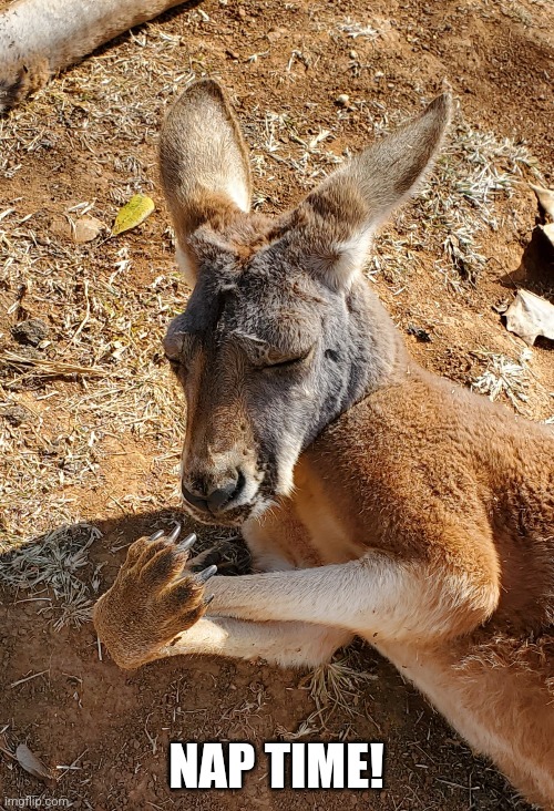Kangaroo Nap |  NAP TIME! | image tagged in nap,kangaroo,sleep,cute,cute animals,australia | made w/ Imgflip meme maker