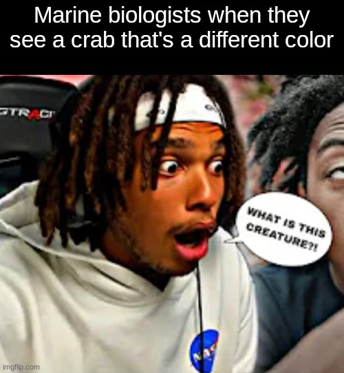 Marine biologists when they see a crab that's a different color | image tagged in what is this creature | made w/ Imgflip meme maker