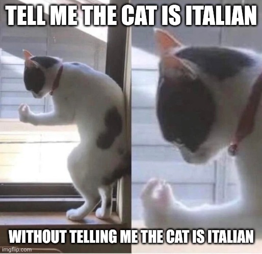 Italian cat | TELL ME THE CAT IS ITALIAN; WITHOUT TELLING ME THE CAT IS ITALIAN | image tagged in memes,meme,italian,cat | made w/ Imgflip meme maker