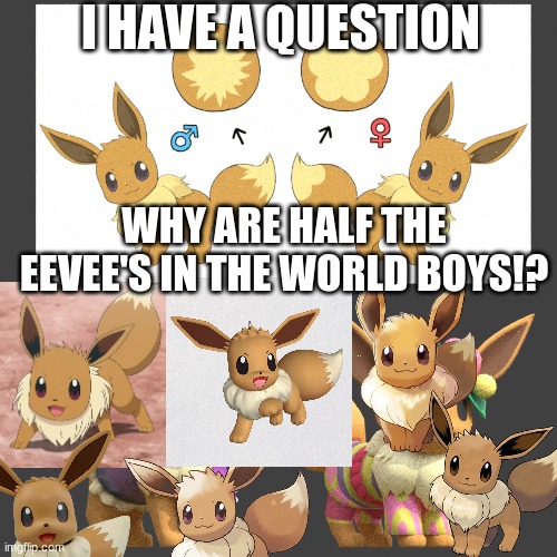 WHY ARE HALF THE EEVEE BOYS!? | I HAVE A QUESTION; WHY ARE HALF THE EEVEE'S IN THE WORLD BOYS!? | image tagged in eevee | made w/ Imgflip meme maker