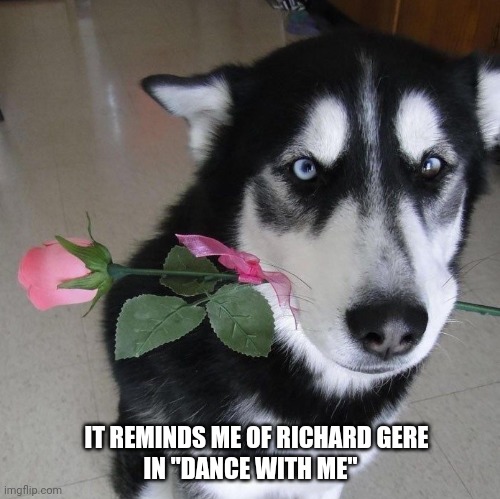 Dog with flowers | IT REMINDS ME OF RICHARD GERE; IN "DANCE WITH ME" | image tagged in dog with flowers | made w/ Imgflip meme maker