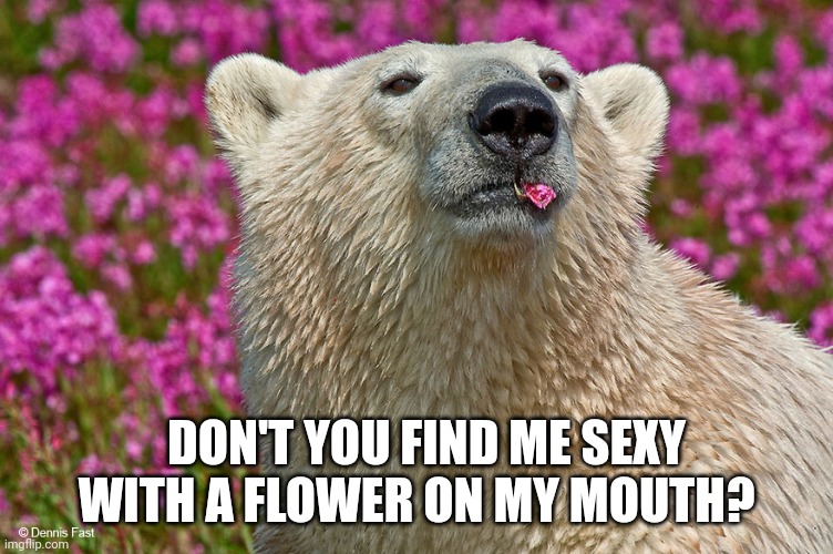Polar planter | WITH A FLOWER ON MY MOUTH? DON'T YOU FIND ME SEXY | image tagged in polar planter | made w/ Imgflip meme maker