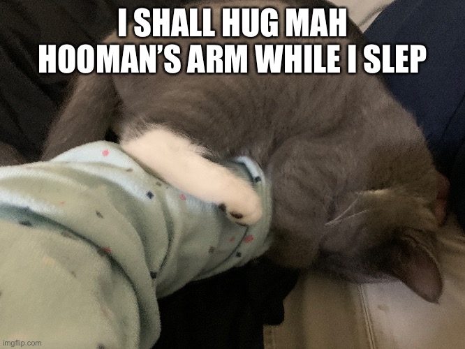 AHHHHH CUTEEEE | I SHALL HUG MAH HOOMAN’S ARM WHILE I SLEP | made w/ Imgflip meme maker