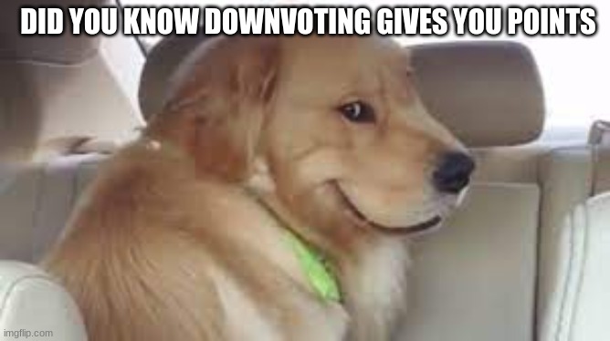 evil | DID YOU KNOW DOWNVOTING GIVES YOU POINTS | image tagged in evil dog | made w/ Imgflip meme maker