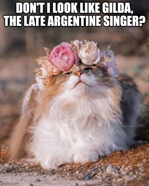 Flower Cat | DON'T I LOOK LIKE GILDA, THE LATE ARGENTINE SINGER? | image tagged in flower cat | made w/ Imgflip meme maker