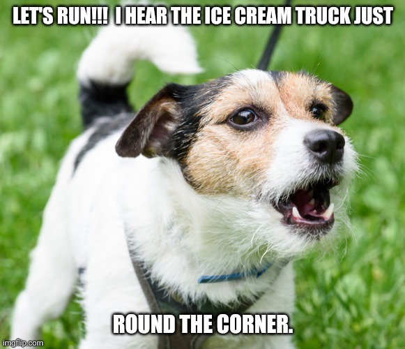 Dog barking in park | LET'S RUN!!!  I HEAR THE ICE CREAM TRUCK JUST; ROUND THE CORNER. | image tagged in dog barking in park | made w/ Imgflip meme maker