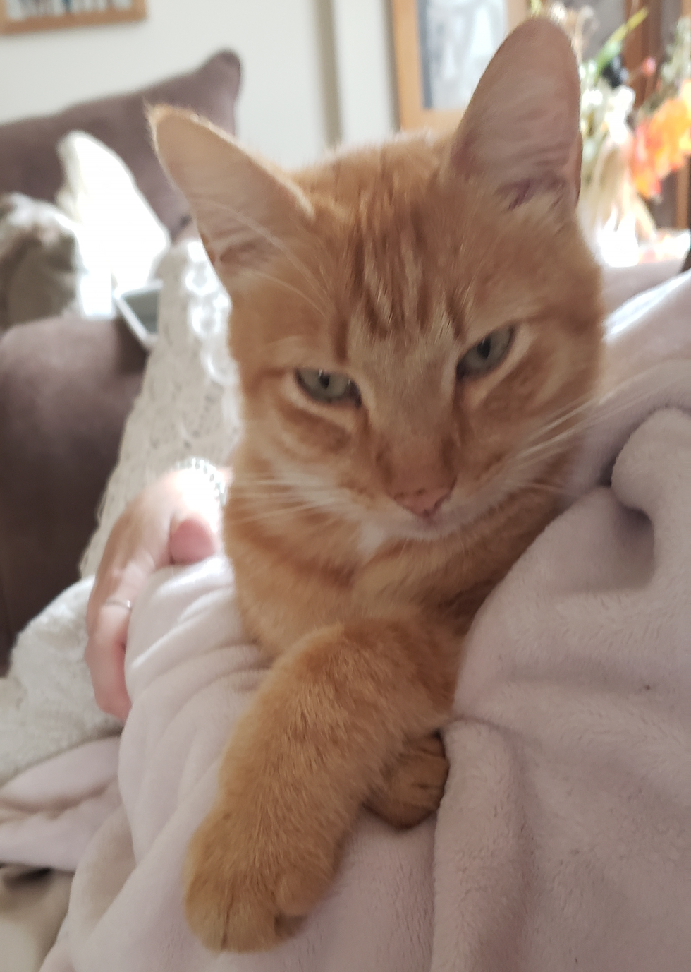 High Quality Contemplating Cat Blank Meme Template