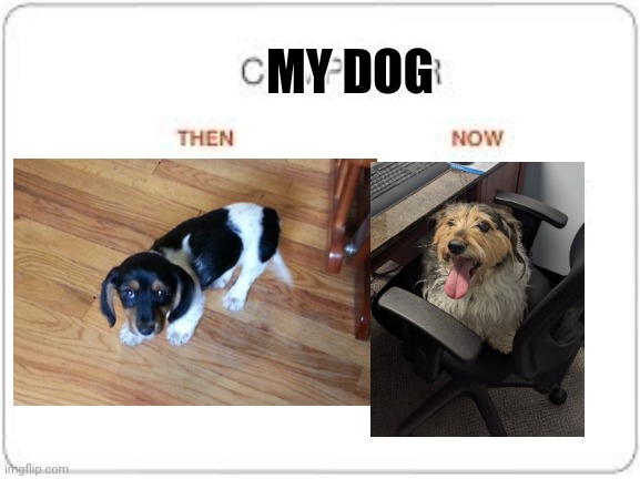 My dog is 9 Yrs old now we got him in 2013 | MY DOG | image tagged in dog | made w/ Imgflip meme maker