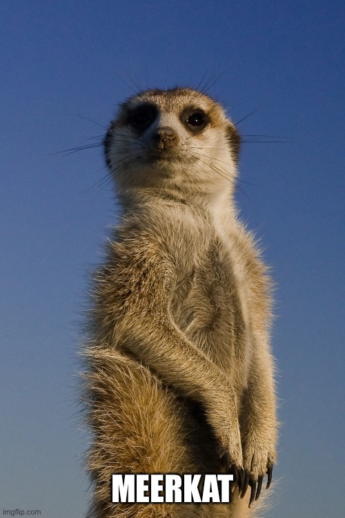 MEERKAT | image tagged in meerkats,meerkat | made w/ Imgflip meme maker