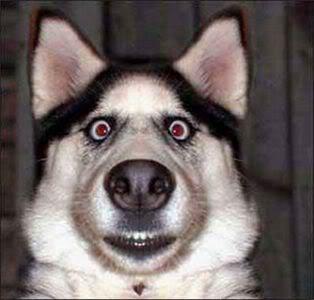 Image result for shocked dog face