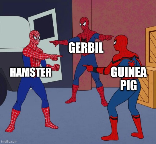 All little animals |  GERBIL; HAMSTER; GUINEA PIG | image tagged in spider man triple | made w/ Imgflip meme maker