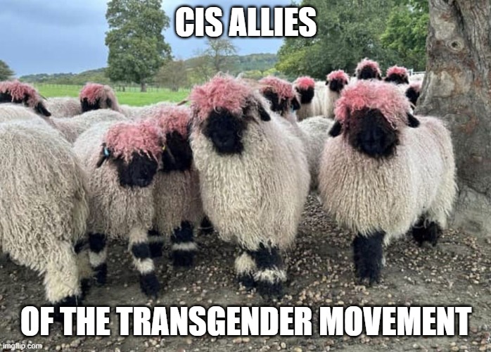 cis allies | CIS ALLIES; OF THE TRANSGENDER MOVEMENT | image tagged in sheep with pink hairdos | made w/ Imgflip meme maker