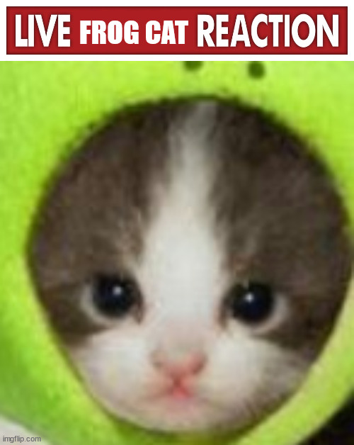 FROG CAT | image tagged in live x reaction | made w/ Imgflip meme maker
