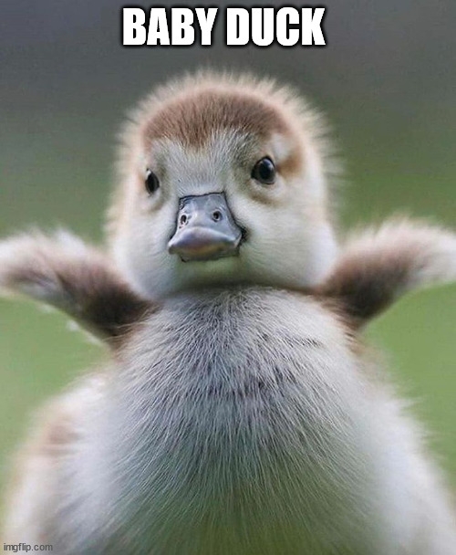 Baby Duck | BABY DUCK | image tagged in baby duck | made w/ Imgflip meme maker