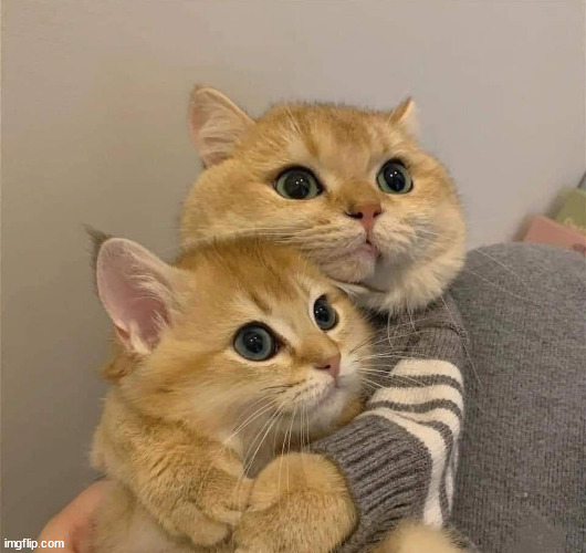 Cat Hugging | image tagged in cat hugging | made w/ Imgflip meme maker