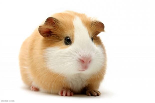 Guinea pig | image tagged in guinea pig | made w/ Imgflip meme maker