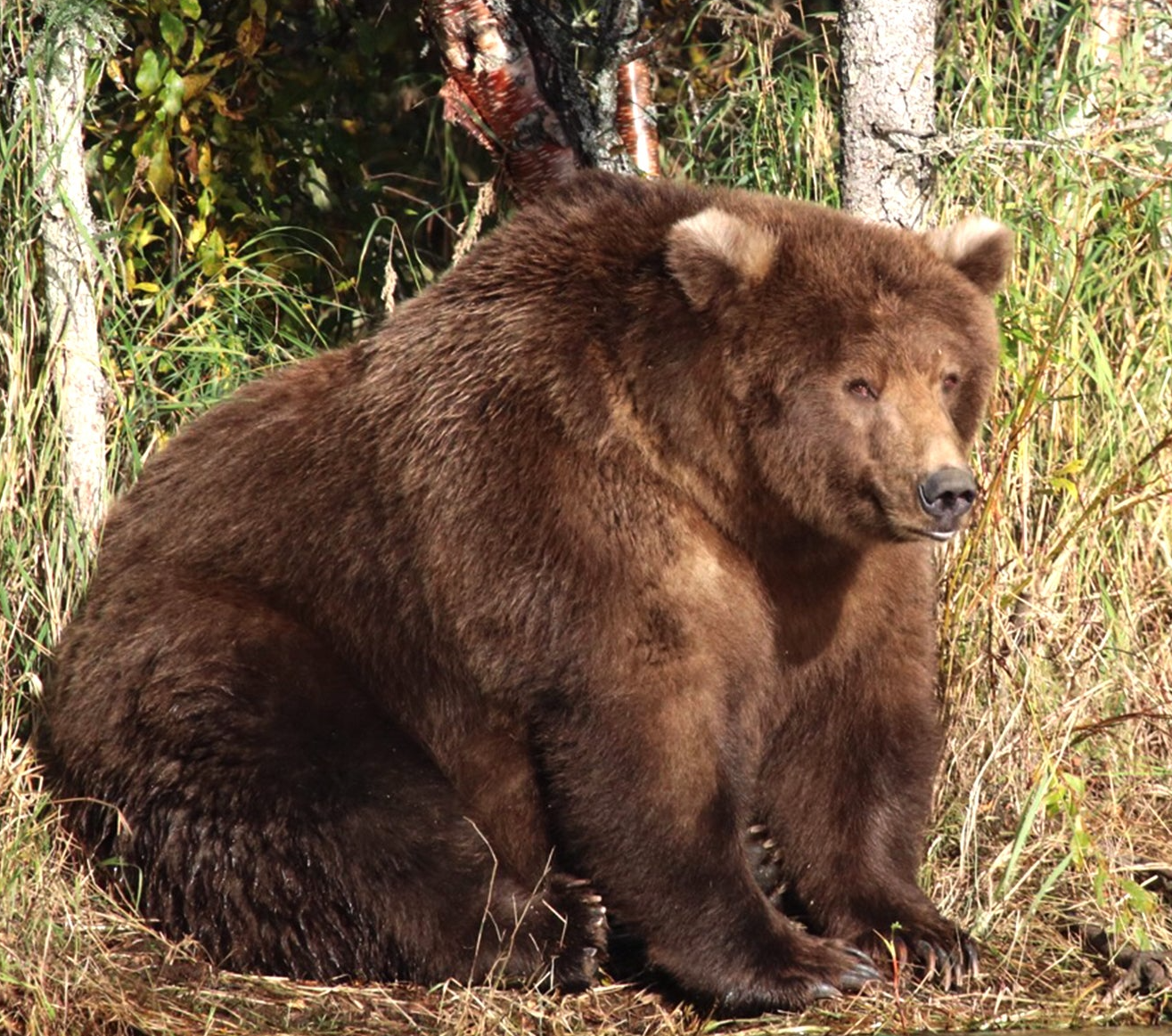 Fat Bear Sitting Blank Meme Template