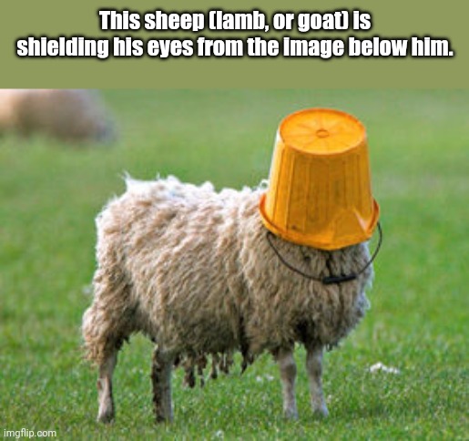I hope this gets popular. | This sheep (lamb, or goat) is shielding his eyes from the image below him. | image tagged in sheepish | made w/ Imgflip meme maker