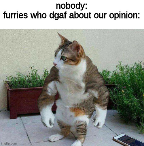 Buff cat | nobody:
furries who dgaf about our opinion: | image tagged in buff cat,funny memes,funny | made w/ Imgflip meme maker