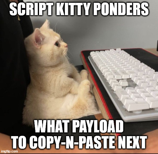 Getting ready to steal some scratch | SCRIPT KITTY PONDERS; WHAT PAYLOAD TO COPY-N-PASTE NEXT | image tagged in cat,computer | made w/ Imgflip meme maker