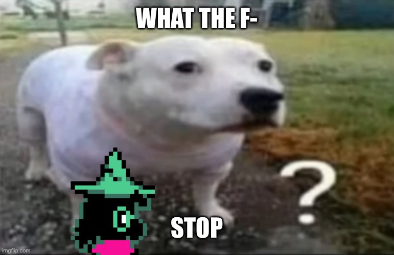 Confused dog | WHAT THE F- STOP | image tagged in confused dog | made w/ Imgflip meme maker