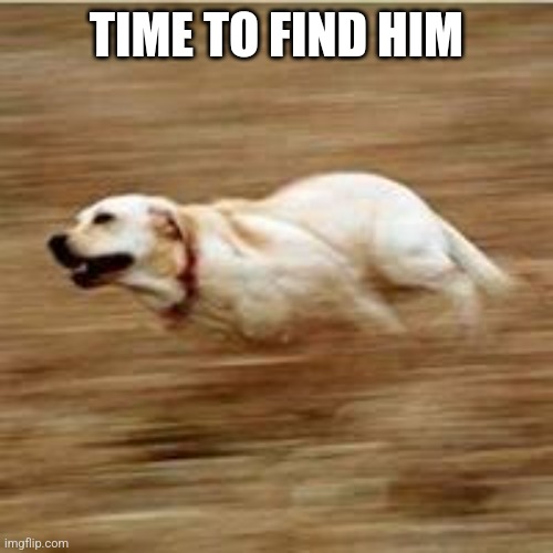 Speedy doggo | TIME TO FIND HIM | image tagged in speedy doggo | made w/ Imgflip meme maker