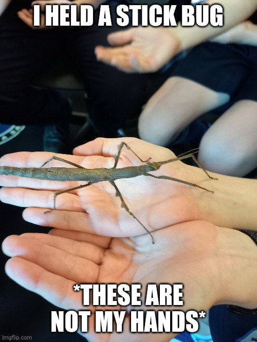 I held it after this guy | I HELD A STICK BUG; *THESE ARE NOT MY HANDS* | made w/ Imgflip meme maker
