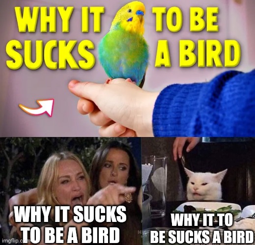 Which one is correct | WHY IT TO BE SUCKS A BIRD; WHY IT SUCKS TO BE A BIRD | image tagged in woman yelling at cat,bird | made w/ Imgflip meme maker
