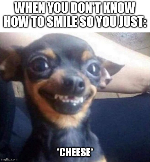 say cheese | WHEN YOU DON'T KNOW HOW TO SMILE SO YOU JUST:; *CHEESE* | image tagged in funny dogs,socially awkward,smile dog | made w/ Imgflip meme maker