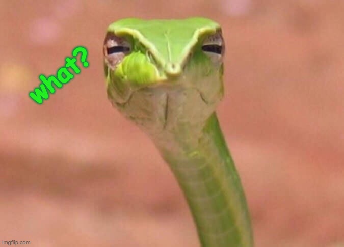 im a SAANKE (get it...  Matt Keck joke?) |  what? | image tagged in skeptical snake,snake,what is this,what | made w/ Imgflip meme maker