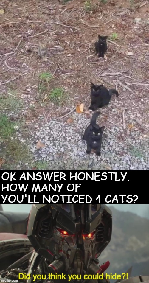 idk | OK ANSWER HONESTLY.
HOW MANY OF YOU'LL NOTICED 4 CATS? | image tagged in did you think you could hide,cats | made w/ Imgflip meme maker