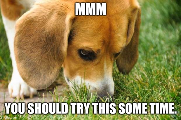 Beagle dog sniffing grass | MMM YOU SHOULD TRY THIS SOME TIME. | image tagged in beagle dog sniffing grass | made w/ Imgflip meme maker