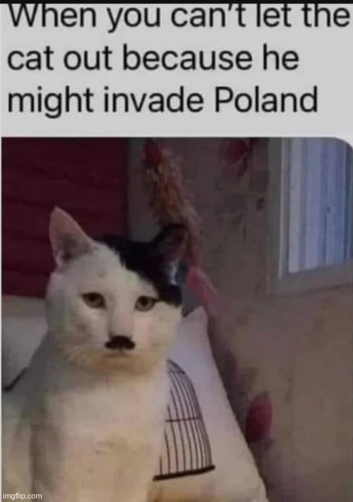 This is not my meme. I found it on Reddit. | image tagged in cats,hitler,why are you reading this | made w/ Imgflip meme maker