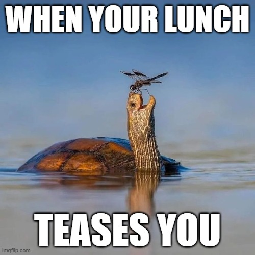 What Makes Me Hangry | WHEN YOUR LUNCH; TEASES YOU | image tagged in vince vance,food,turtles,dragonfly,tease,memes | made w/ Imgflip meme maker