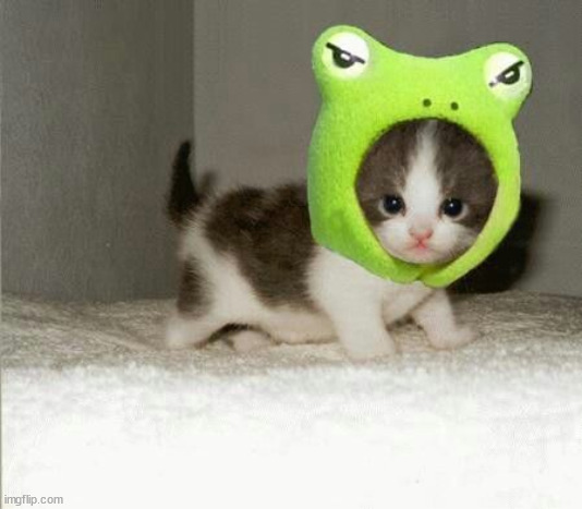 Kitten in Frog hat | image tagged in kitten in frog hat | made w/ Imgflip meme maker