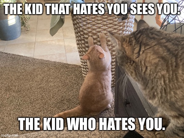 ENEMIE (Zoey & Lucas) | THE KID THAT HATES YOU SEES YOU. THE KID WHO HATES YOU. | image tagged in cat,i love cats,cats,cat fight,funny memes | made w/ Imgflip meme maker