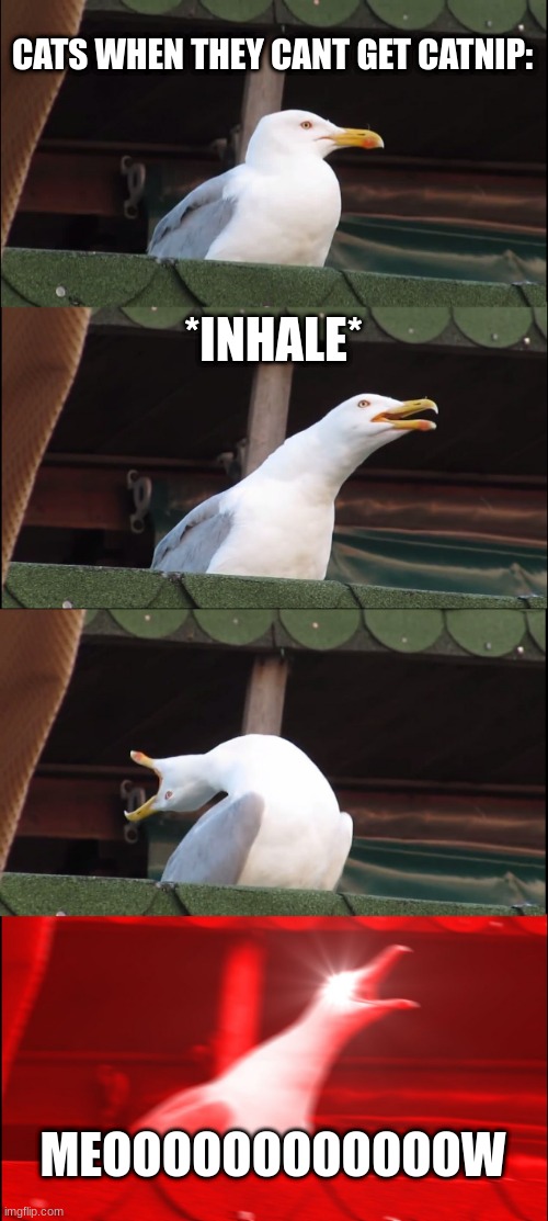 Inhaling Seagull Meme | CATS WHEN THEY CANT GET CATNIP:; *INHALE*; MEOOOOOOOOOOOOW | image tagged in memes,inhaling seagull | made w/ Imgflip meme maker