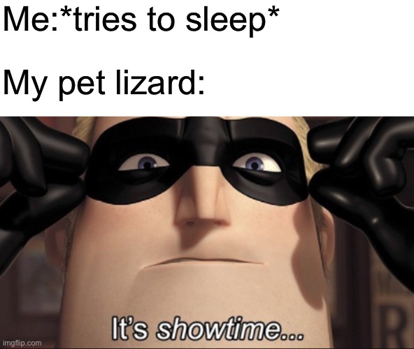 It's showtime | Me:*tries to sleep*; My pet lizard: | image tagged in it's showtime,lizard,gecko,sleep,noise | made w/ Imgflip meme maker