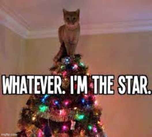 Meow | made w/ Imgflip meme maker