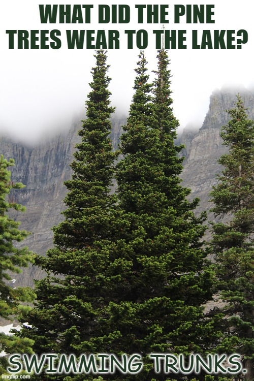 Daily Bad Dad Joke Nov 7 2022 | WHAT DID THE PINE TREES WEAR TO THE LAKE? SWIMMING TRUNKS. | image tagged in tree | made w/ Imgflip meme maker