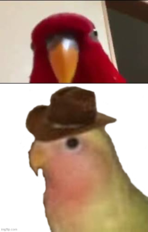 which is better | image tagged in red birb gumi staring,gonb sticker | made w/ Imgflip meme maker