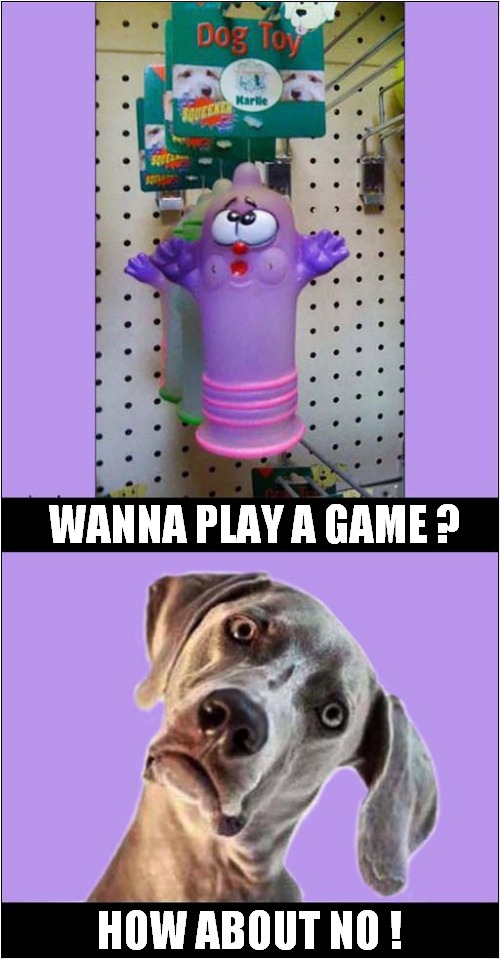 A Suspiciously Weird Toy ? | WANNA PLAY A GAME ? HOW ABOUT NO ! | image tagged in dogs,toys,games,how about no | made w/ Imgflip meme maker