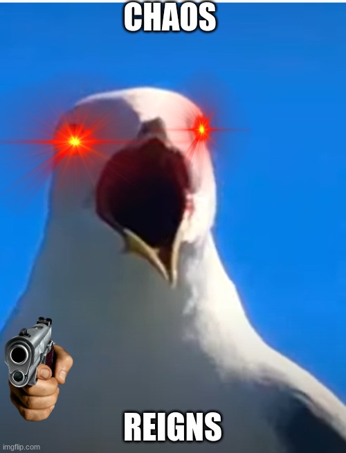 Seagull AHHH | CHAOS REIGNS | image tagged in seagull ahhh | made w/ Imgflip meme maker