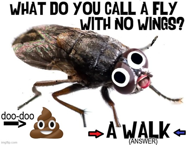 Shoo, fly, don't bother me. | > doo-doo l (ANSWER) | image tagged in vince vance,flies,memes,riddles and brainteasers,poop emoji,insects | made w/ Imgflip meme maker