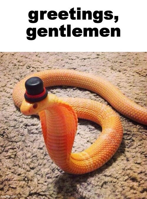 he is a rather fancy snake | greetings, gentlemen | image tagged in dapper snek | made w/ Imgflip meme maker