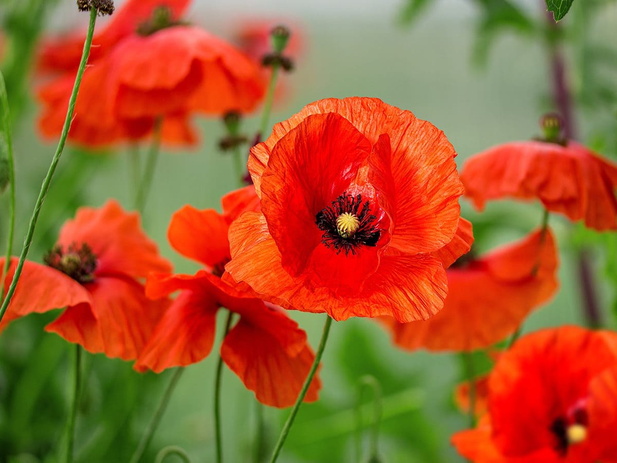 High Quality Poppies Blank Meme Template
